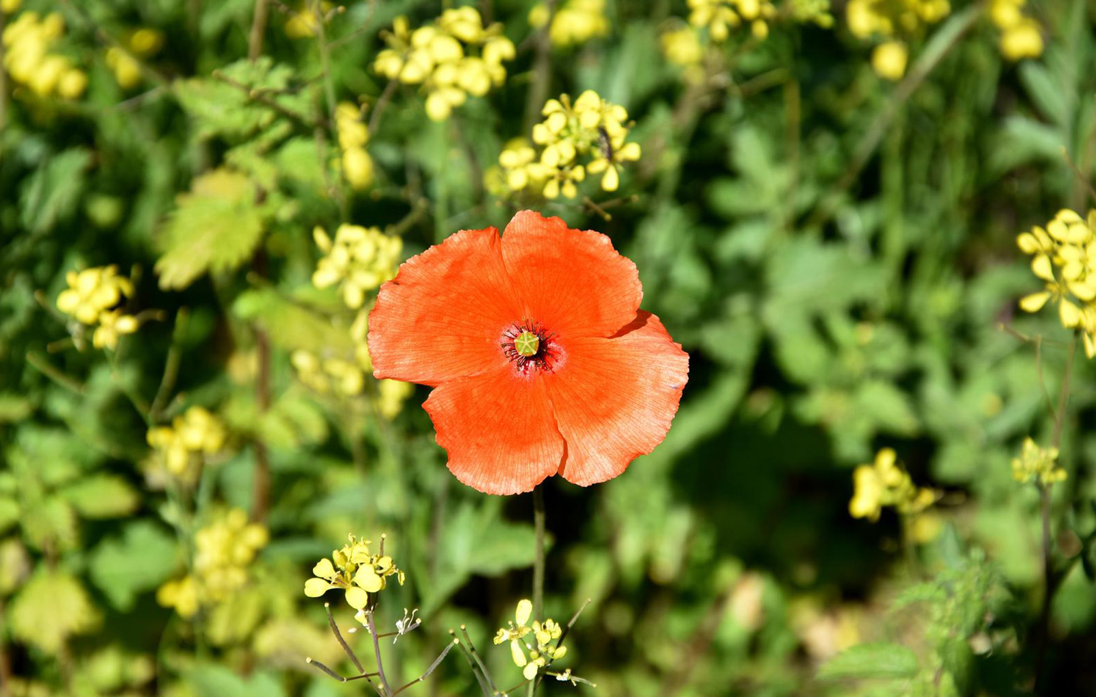 ruta_sendero_chiclana_2_1